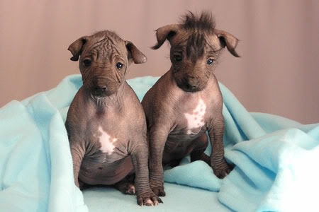 are peruvian dogs hairless